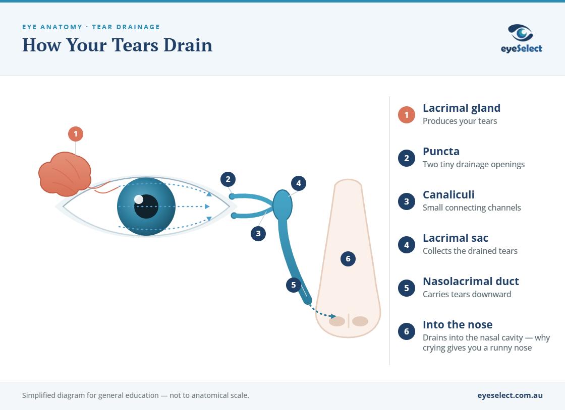 Diagram of the eye's tear drainage system showing the lacrimal gland, puncta and nasolacrimal duct draining into the nose